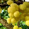 Chùm Ruột Tropical Gooseberry Live Plant - 1 Foot Tall in 6" Pot - Image 1