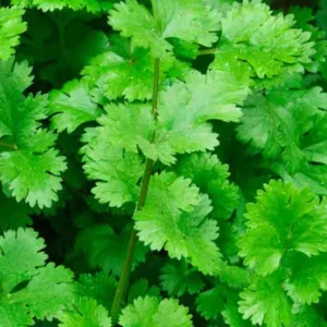 Cilantro Live Plant – 7" Height – 3.5" Pot – Culinary Herb - Image 1