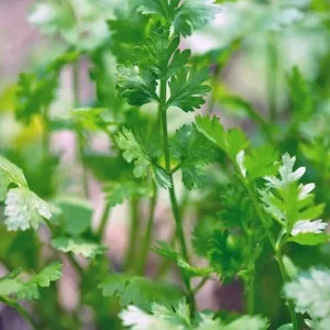 Cilantro Seeds - Leisure Coriander for Oriental & Mexican Cuisine - 250+ Seeds - Image 3