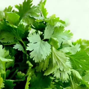 Cilantro Seeds - Leisure Coriander for Oriental & Mexican Cuisine, 100+ Seeds - Image 1