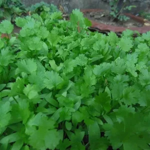 Cilantro Seeds - Leisure Coriander Seeds - 50+ Seeds for Oriental & Mexican Cuisine - Image 2