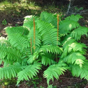 Cinnamon Fern Bare-Root Plant - Osmunda cinnamomea - Native Shade Fern - Image 2