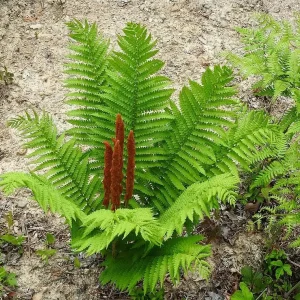 Cinnamon Fern Bare-Root Plant - Osmunda cinnamomea - Native Shade Fern - Image 1