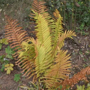 Cinnamon Fern Rhizomes - 5 Pack, Native Shade Fern, Easy to Grow, USDA Zones 3-9 - Image 10