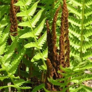 Cinnamon Fern Rhizomes - 5 Pack, Native Shade Fern, Easy to Grow, USDA Zones 3-9 - Image 3