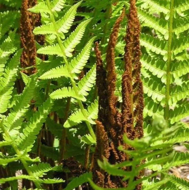 Cinnamon Fern Rhizomes - 5 Pack, Native Shade Fern, Easy to Grow, USDA Zones 3-9 - Image 3