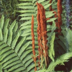 Cinnamon Fern Rhizomes - 5 Pack, Native Shade Fern, Easy to Grow, USDA Zones 3-9 - Image 4
