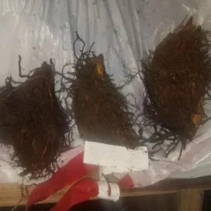 Cinnamon Fern Rhizomes - 5 Pack, Native Shade Fern, Easy to Grow, USDA Zones 3-9 - Image 6