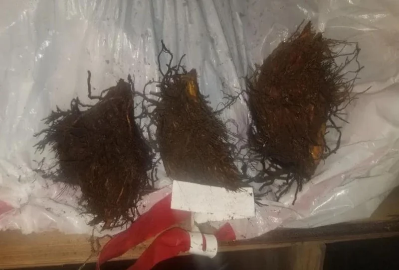 Cinnamon Fern Rhizomes - 5 Pack, Native Shade Fern, Easy to Grow, USDA Zones 3-9 - Image 6