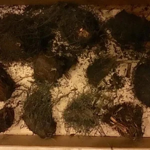 Cinnamon Fern Rhizomes - 5 Pack, Native Shade Fern, Easy to Grow, USDA Zones 3-9 - Image 7