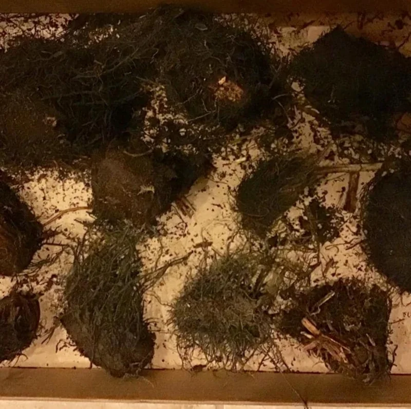 Cinnamon Fern Rhizomes - 5 Pack, Native Shade Fern, Easy to Grow, USDA Zones 3-9 - Image 7