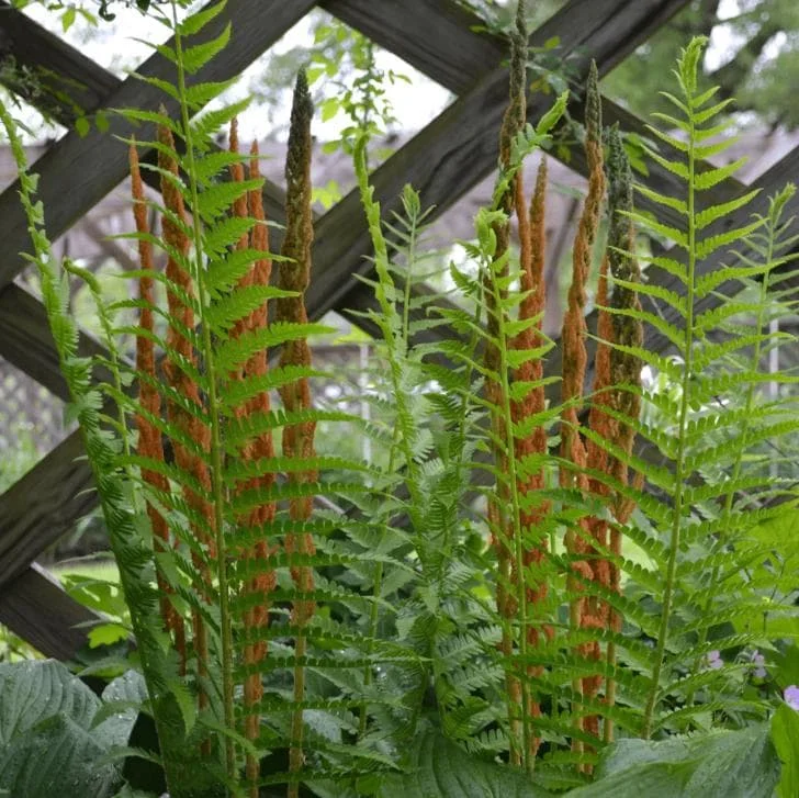 Cinnamon Fern Rhizomes - 5 Pack, Native Shade Fern, Easy to Grow, USDA Zones 3-9 - Image 9