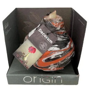 Cinnamon Swirl Waxed Amaryllis Bulb – Easy-Care Holiday Bloomers - Image 2