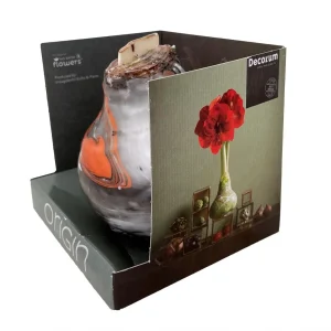 Cinnamon Swirl Waxed Amaryllis Bulb – Easy-Care Holiday Bloomers - Image 3