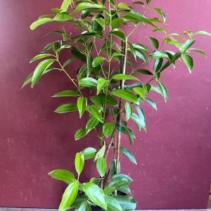 Cinnamon Tree Live Plant - Ceylon Cinnamon (Cinnamomum verum) - 10 inch Pot - Image 1