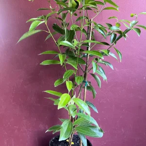 Cinnamon Tree Live Plant - Ceylon Cinnamon (Cinnamomum verum) - 10 inch Pot - Image 4