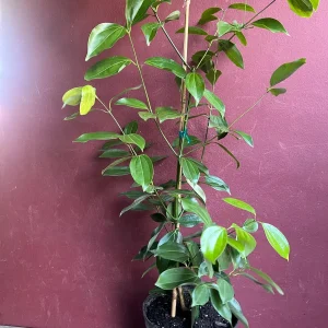 Cinnamon Tree Live Plant - Ceylon Cinnamon (Cinnamomum verum) - 10 inch Pot - Image 7