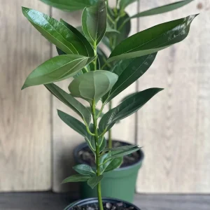 Cinnamon Tree Live Plant – Cinnamomum verum – 6 inch Pot – Indoor/Outdoor - Image 10