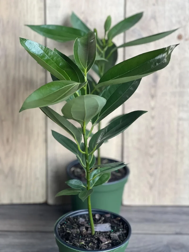 tall artificial plants for indoors Artificial Dracaena Tree 4/5/6FT Faux Indoor Plant