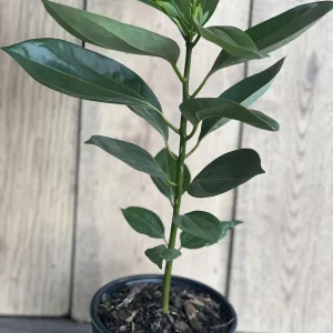 Cinnamon Tree Live Plant – Cinnamomum verum – 6 inch Pot – Indoor/Outdoor - Image 2