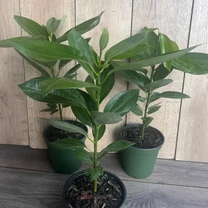 Cinnamon Tree Live Plant – Cinnamomum verum – 6 inch Pot – Indoor/Outdoor - Image 5