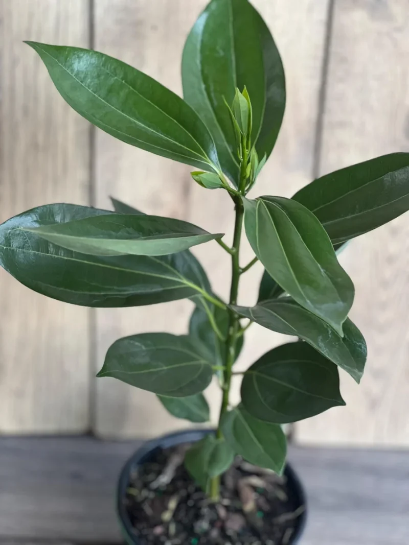 Cinnamon Tree Live Plant - Cinnamomum verum in 6 inch Pot