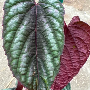 Cissus Discolor Live Plant – 1-2 ft Tall Rex Begonia Vine in 6” Pot - Image 1