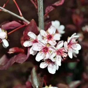 Cistena Plum Bare-root Plant - Purple Sand Cherry - Live Plant - Ornamental Shrub - Image 2