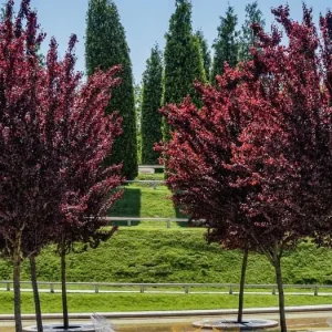 Cistena Plum Bare-root Plant - Purple Sand Cherry - Live Plant - Ornamental Shrub - Image 3