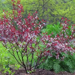 Cistena Plum Bare-root Plant - Purple Sand Cherry - Live Plant - Ornamental Shrub - Image 5