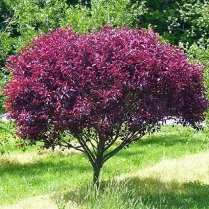 Cistena Plum Bare-root Plant - Purple Sand Cherry - Live Plant - Ornamental Shrub - Image 6