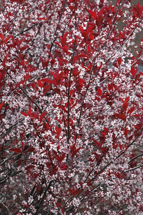 Cistena Plum Bare-root Plant - Purple Sand Cherry - Live Plant - Ornamental Shrub - Image 7