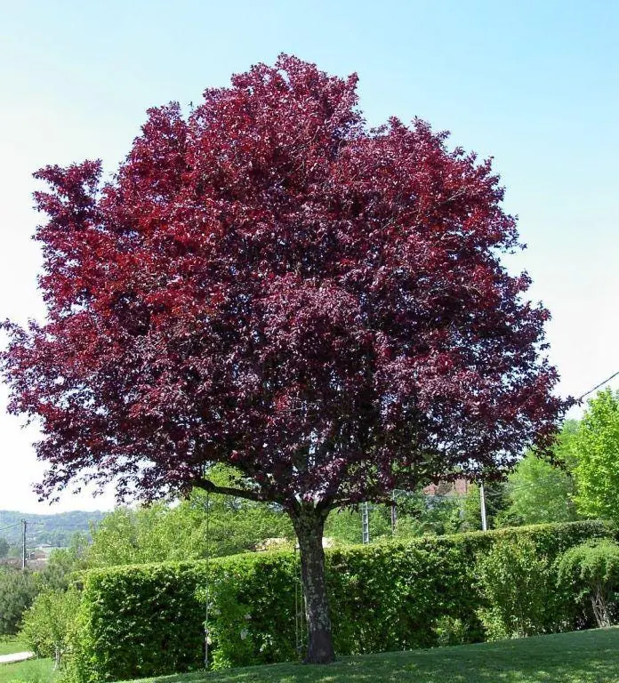 Cistena Plum Bare-root Plant - Purple Sand Cherry - Live Plant - Ornamental Shrub - Image 1