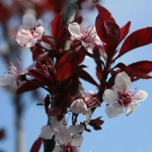 Cistena Plum Live Plant – Quart Pot – Ornamental Purple Foliage Shrub - Image 4