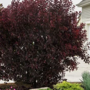 Cistena Plum Live Plant – Quart Pot – Ornamental Purple Foliage Shrub - Image 9