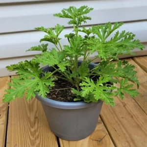 Citronella Geranium Live Plant - 4 Inch Pot, Fragrant Outdoor Patio Garden Plant - Image 2