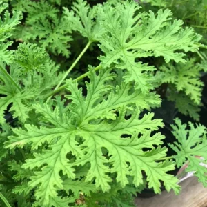 Citronella Geranium Live Plant - 4 Inch Pot, Fragrant Outdoor Patio Garden Plant - Image 1