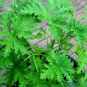 Citronella Geranium Live Plant - 4 Inch Pot, Fragrant Outdoor Patio Garden Plant - Image 3