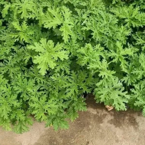 Citronella Geranium Live Plant - 4 Inch Pot, Fragrant Outdoor Patio Garden Plant - Image 4