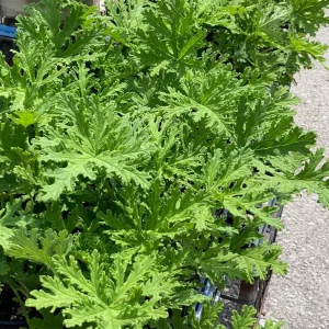Citronella Geranium Live Plant - 4 Inch Pot, Fragrant Outdoor Patio Garden Plant - Image 6