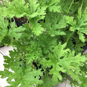 Citronella Geranium Live Plant - 4 Inch Pot, Fragrant Outdoor Patio Garden Plant - Image 7