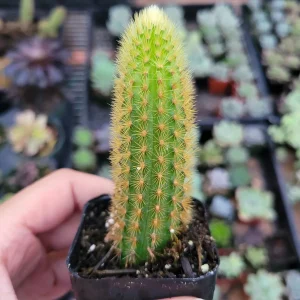 Cleistocactus winteri Golden Rat Tail Cactus Live Plant - Succulent - Image 4