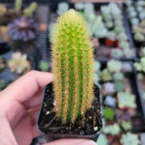 Cleistocactus winteri Golden Rat Tail Cactus Live Plant - Succulent - Image 5
