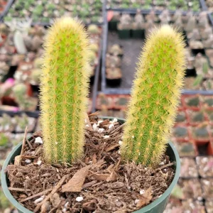 Cleistocactus winteri Golden Rat Tail Cactus Live Plant - Succulent - Image 6