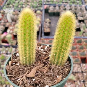 Cleistocactus winteri Golden Rat Tail Cactus Live Plant - Succulent - Image 7