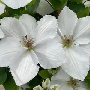 Clematis Guernsey Flute Vine Perennial - Live Plant with White Flowers - 2.5