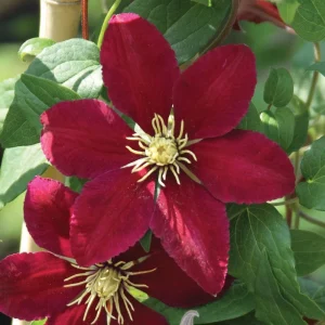 Clematis Vine Collection Live Plant – President, Niobe, Sweet Autumn – 3 Plants – 2.5 inch Pots – Outdoor - Image 2