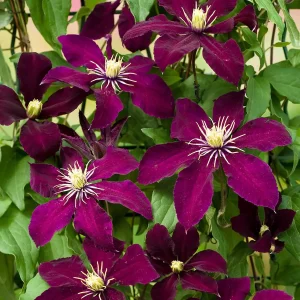 Clematis Vine Collection Live Plant – President, Niobe, Sweet Autumn – 3 Plants – 2.5 inch Pots – Outdoor - Image 3