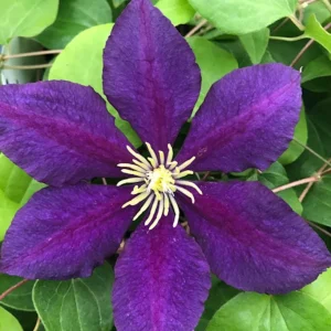 Clematis Vine Collection Live Plant – President, Niobe, Sweet Autumn – 3 Plants – 2.5 inch Pots – Outdoor - Image 1
