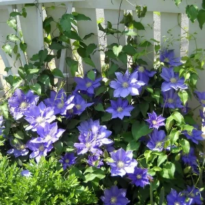 Clematis Vine H.F. Young Live Plant – Wedgewood Blue Flowers – 2.5" Pot – Outdoor - Image 2
